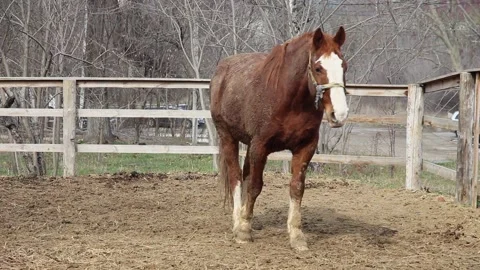 Brown horse with a white stripe on the muzzle, outdoors, front view 스톡 동영상 237359902