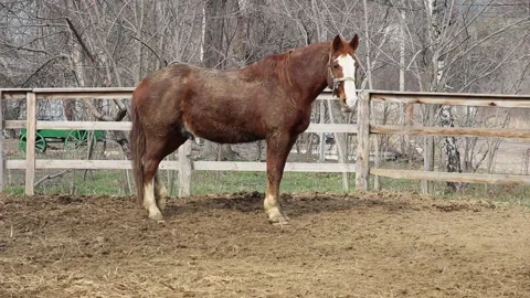 Brown horse with a white stripe on the muzzle, outdoors, side view Vídeo Stock 237359904