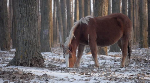 Brown Horse In Winter Forest Stock Footage 50767425