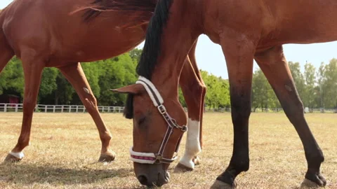 Brown horses close up Stock Footage 135652139