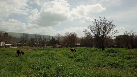 Brown horses eating grass between trees on green field Stock Footage 88263386