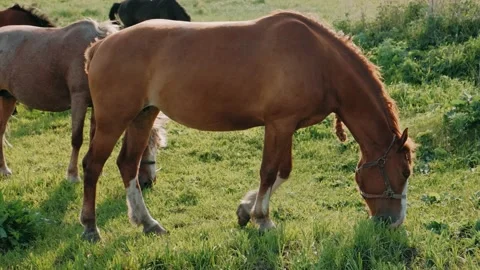 A brown horses eats grass in a field. Livestock. A herd of horses. Agriculture Stock Footage 132569786