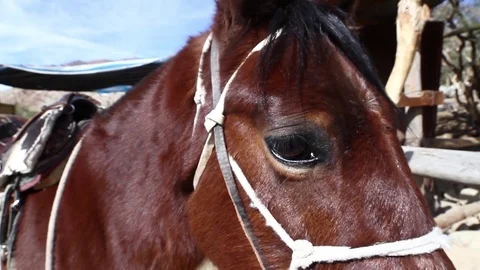 Brown horse's eye Stock Footage 77044680