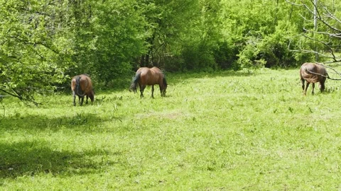Brown horses feeding green grass in pasture, UHD 4K Stockbeeldmateriaal 155595341