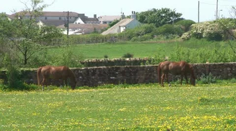 Brown Horses in a Field Stock Footage 12363286