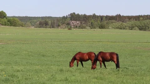 Brown horses Stock Footage 250658064