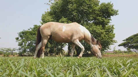 Brown horses graze in the fields Stock Footage 107030483