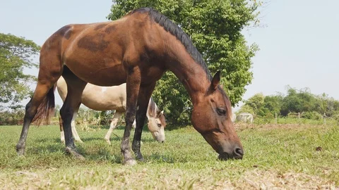 Brown horses graze in the fields Stock Footage 107191342
