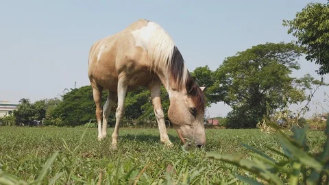 Brown horses graze in the fields Stock Footage 107194146