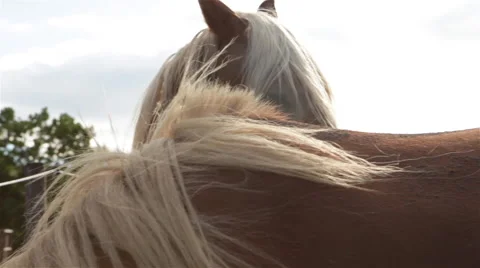 Brown horses looking at camera 04 Stock Footage 54247293