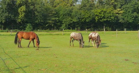 Brown horses on meadow Video stock 145491667