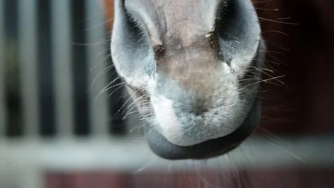 A brown horse's muzzle while locked in its stable Video stock 238707902