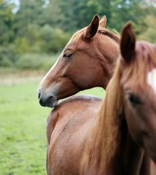 Brown horses Foto stock