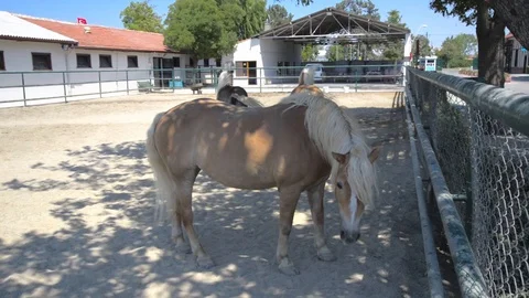 Brown Horses At The Stable Stock Footage 107302183