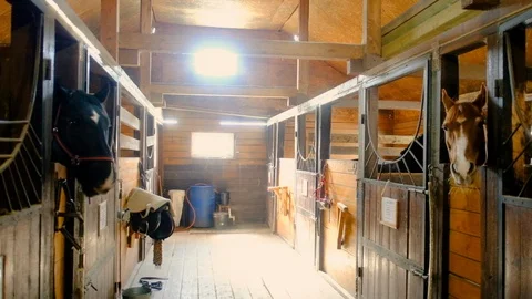 Brown horses stand in the barn and look at each other. Close-up of the head Stock Footage