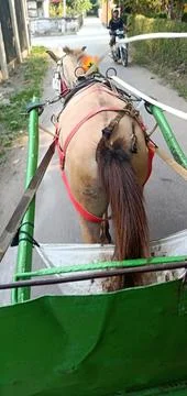 Brown Horse's Tail Stock Photos