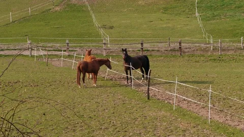 Brown horses touching by noses through fence in paddock, day Stock Footage 108032175