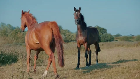 Brown horses walking and playing in a field Stock-Footage 244234713