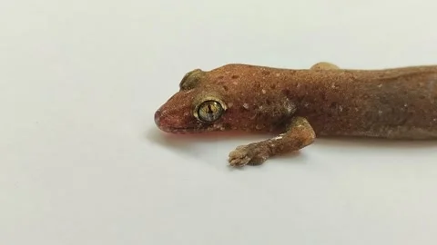 A brown house lizard or cicak sitting still on a white background Stock Footage 285592310
