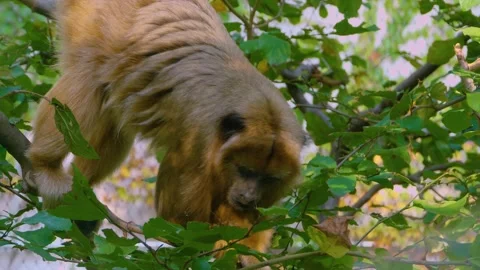 Brown howler monkey Stock Footage 135590671