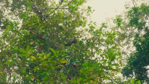 A brown howler monkey moves gracefully through the dense canopy of a tropical Stock Footage 346012809