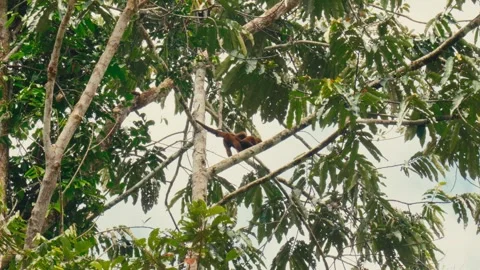 A brown howler monkey is seen gracefully moving through the dense canopy of a Stock Footage 345641915