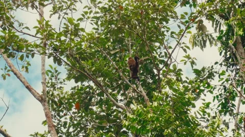 A brown howler monkey swings gracefully through the dense canopy of a tropical Stock Footage 345641718