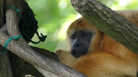 Brown Howler Primate Stock Footage 57723279