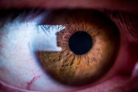 Brown human eye Stock Photos