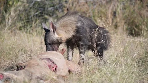 Brown Hyena  Brief pause; head-up scan before final effort — Part 15 Stock Footage 320845633
