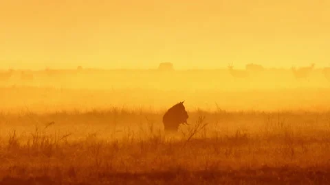 Brown Hyena Carrying Warthog Kill at Sunrise on African Savannah 動画素材 343006045
