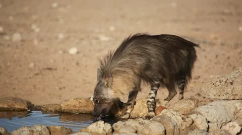 Brown hyena drinking water Vídeo Stock 19148651