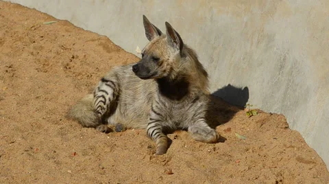 Brown hyena Stock Footage 64951221