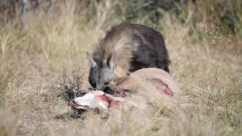 Brown Hyena While biting, hyena shifts to reveal full flank side-on — Part 5 Stock Footage 320845616