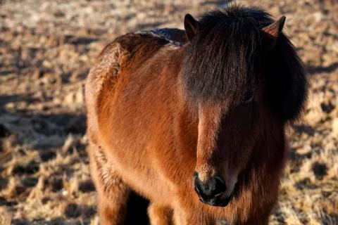 Brown Icelandic pony on a meadow Stock Photos