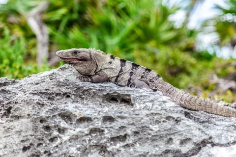 Brown Iguana Basks On Rocks Stock Photos