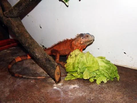 Brown iguana in a cage Fotos de archivo