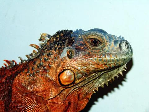 Brown iguana in a cage Фото