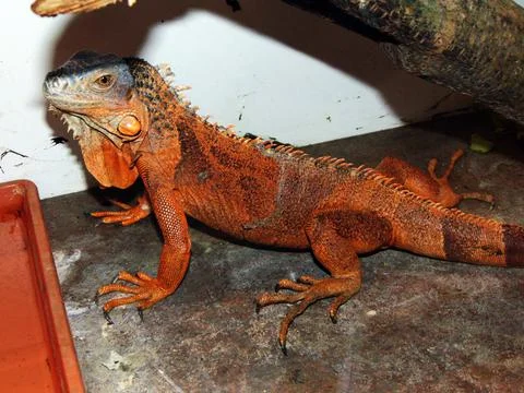 Brown iguana in a cage Stockfoto's