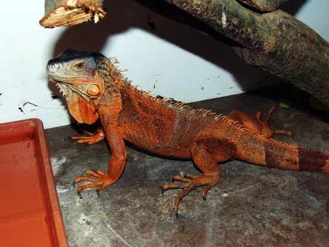 Brown iguana in a cage Фото