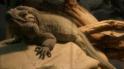 Brown iguana Vidéo 20501729