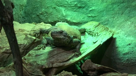 Brown iguana sitting on a tree trunk Stock Footage 163510778