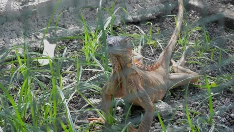 The brown iguana stands on alert while basking in the cage Stock-Footage 241654346