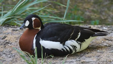 Brown Indian duck Stock Footage 244641107