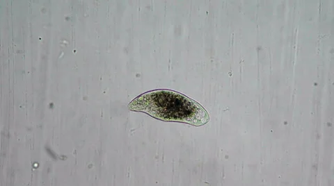 Brown infusoria under microscope Видео 33661112