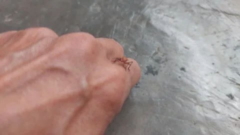 Brown Insect Ascending to Human Hand Stock Footage 290169035