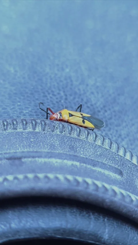 Brown Insect on Blueish Surface Video stock 290169503