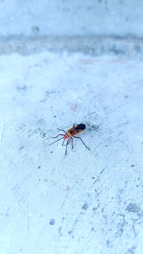 Brown Insect on Blueish Wall Stock Footage 290168818