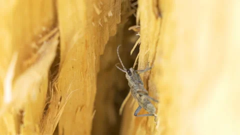The brown insect bug on the wooden wall of the house Stock Footage 138545568