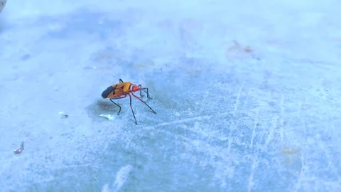 Brown Insect in Circular Motion Stock Footage 290168754